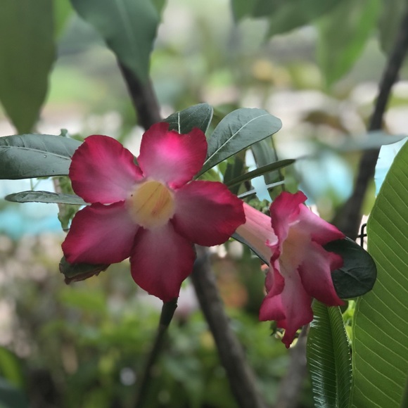 Meet your Posher, Pat - Picture 1 of 1